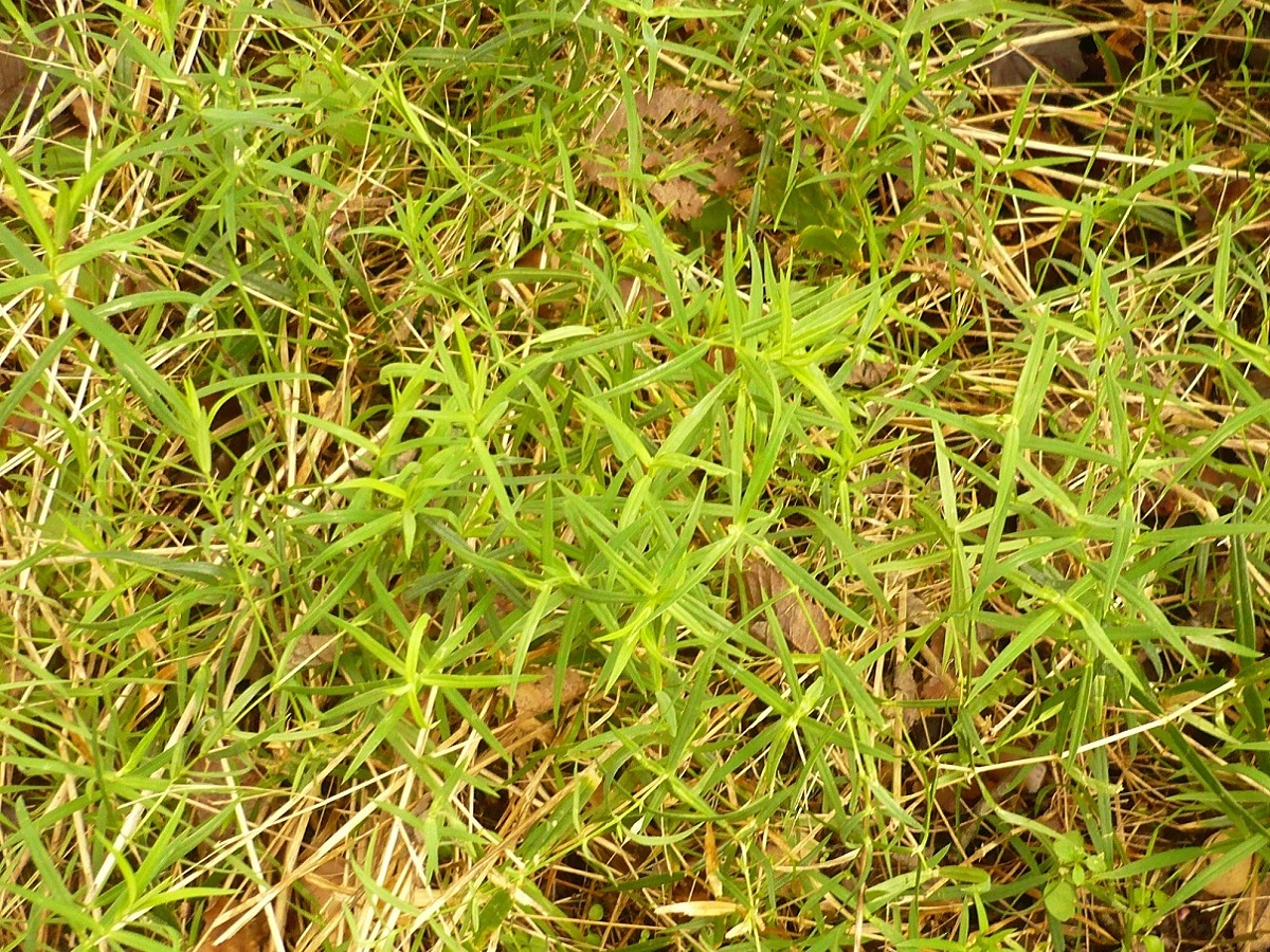 Stellaria holostea (Caryophyllaceae)
